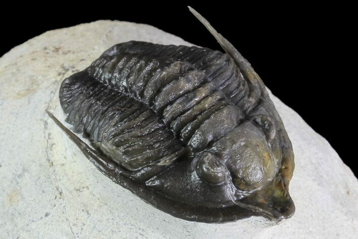 Large, Diademaproetus Trilobite - Ofaten, Morocco #88867